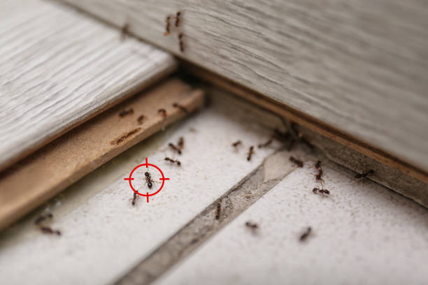 Best Insect Control  in Fairview, GA