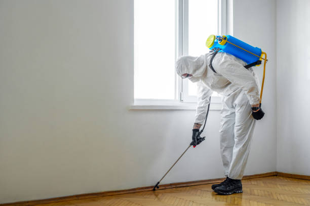 Best Flea Control Services  in Fairview, GA