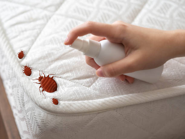 Professional Pest Control in Fairview, GA