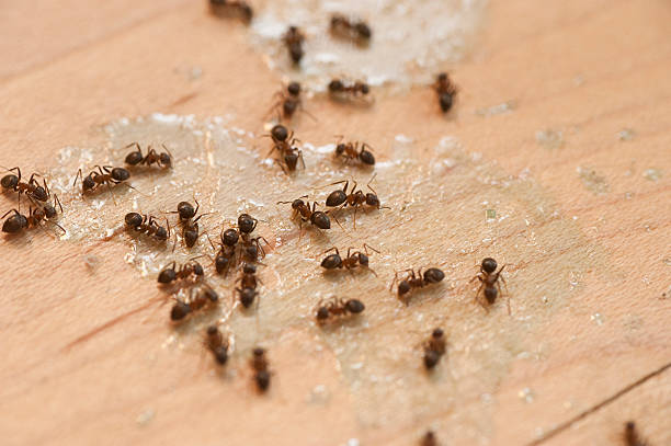 Best Pest Removal Services  in Fairview, GA