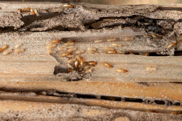 Best Local Pest Control Services  in Fairview, GA