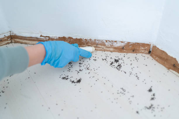 Best Affordable Exterminators  in Fairview, GA